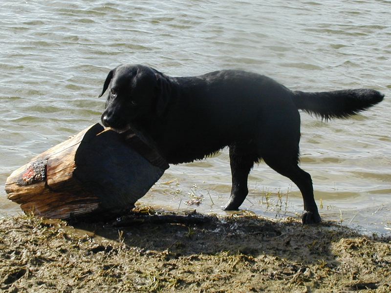 Labrador Retriever Migo zieht einen Holzklumpen, Stück eines entrindeten Stammes aus dem Wasser. Der Stamm hat einen Durchmesser von circa 30 Zentimetern und misst ungefähr 45 Zentimeter in der Länge. Damit wiegt er circa 25 kg. Das Wasser ist getrübt, das Ufer matschig.