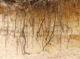 Sandboden und Wurzeln